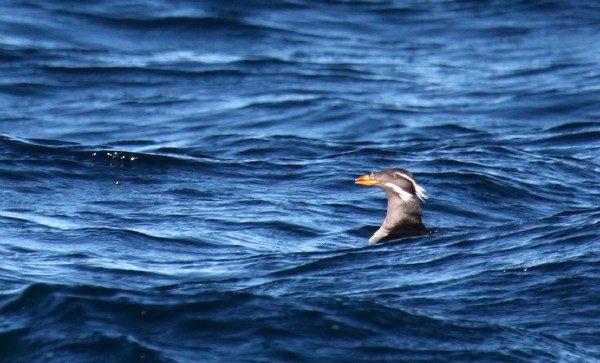 Rhinocerous Auklet